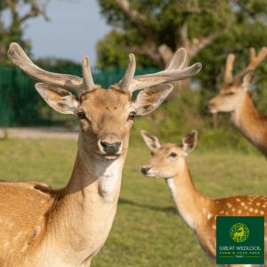 HALF PRICE FAMILY ticket to Great Wedlock Farm & Deer Park | WAS £20 NOW £10