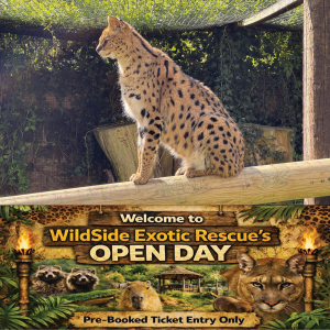 Half Price Adult Ticket To The WildSide Exotic Rescue Open Day