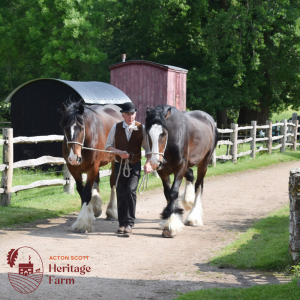 Half Price Season Ticket To Acton Scott Heritage Farm
