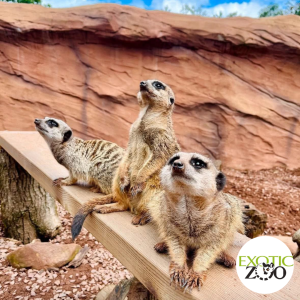 Half Price Child Ticket To The Exotic Zoo Wildlife Park