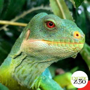 Half Price Adult Ticket To The Exotic Zoo Wildlife Park